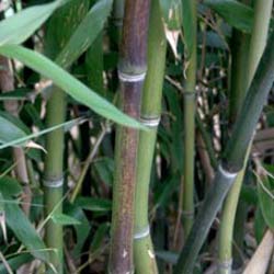 Bambou Phyllostachys nuda localis